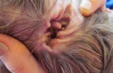 Caring Cotton Ear