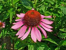 Echinacea Concise Toothpaste