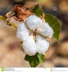 Fiber Cotton Bud