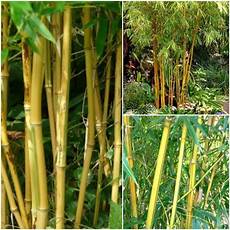 Pcs Bamboo Cotton
