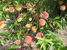Peaches Blush