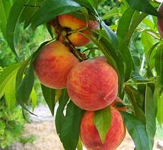 Peaches Blush
