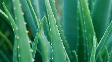 Aloe Lotion