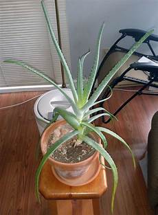 Aloe Lotion