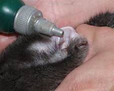 Caring Cotton Ear
