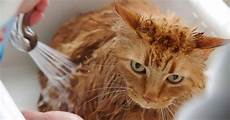 Cat Shampoo
