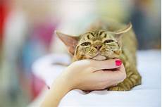 Cat Shampoo