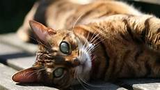 Cat Shampoo