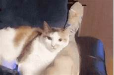 Cat Shampoo