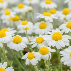 Chamomile Extract Shampoo