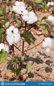 Cotton Buds With