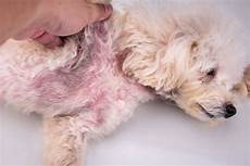 Dog Shampoo