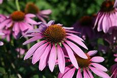 Echinacea Concise Toothpaste