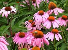 Echinacea Concise Toothpaste