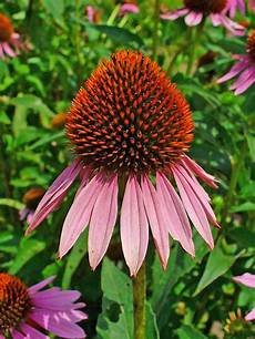 Echinacea Concise Toothpaste