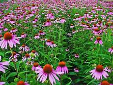 Echinacea Concise Toothpaste