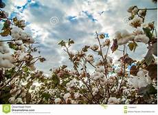 Fiber Cotton Bud
