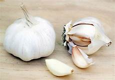 Garlic Carob Shampoos