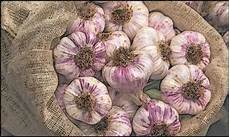 Garlic Carob Shampoos