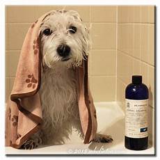 Herbal Laurel Shampoos