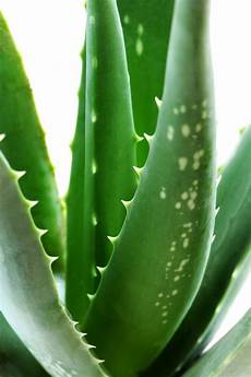Homemade Lotion