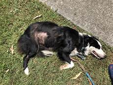 Keeps Hair Treatment