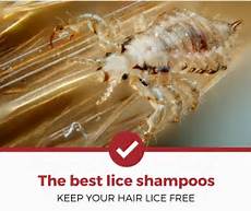 Lice Shampoos