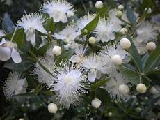 Myrtle Shampoos