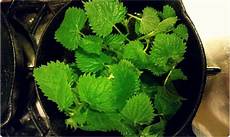 Nettle Shampoo