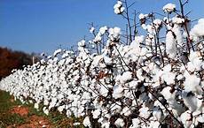 Offer Medical Cotton