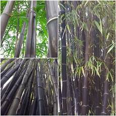 Pcs Bamboo Cotton