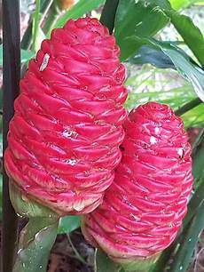 Shampoo Flower