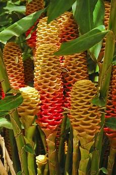Shampoo Flower