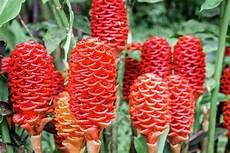 Shampoo Flower