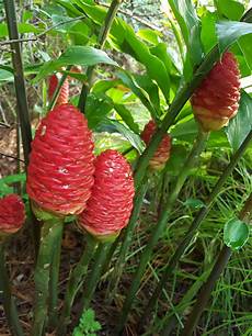 Shampoo Flower