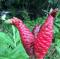 Shampoo Flower