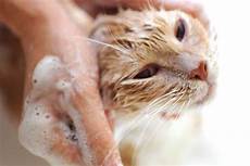 Shampoo for Cats