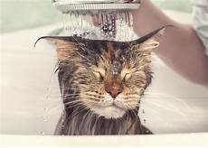 Shampoo for Cats
