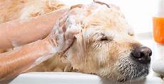 Shampoo for Dogs