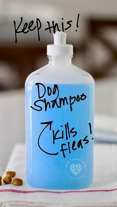 Shampoo for Dogs