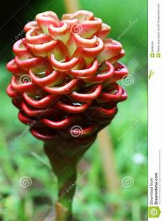 Shampoo Fruit