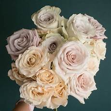Soft Blush
