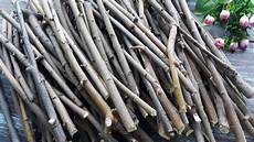 Wood Stick Adult